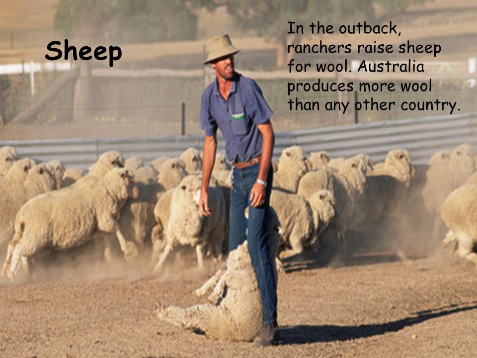 Sheep In the outback, ranchers raise sheep for wool.