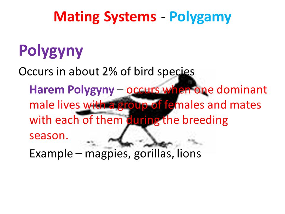 Mating Systems Monogamy Pair Bonds With One Male And One Female For One Or More Breeding Seasons Or For Life Estimated That 90 Of Bird Species Are Monogamous Ppt Download