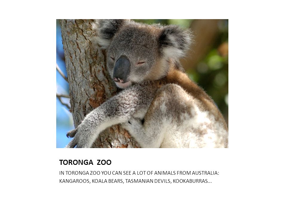 TORONGA ZOO IN TORONGA ZOO YOU CAN SEE A LOT OF ANIMALS FROM AUSTRALIA: KANGAROOS, KOALA BEARS, TASMANIAN DEVILS, KOOKABURRAS...