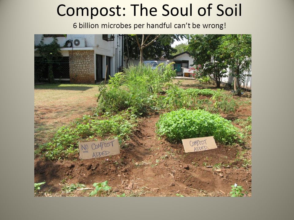 Compost: The Soul of Soil 6 billion microbes per handful can’t be wrong!