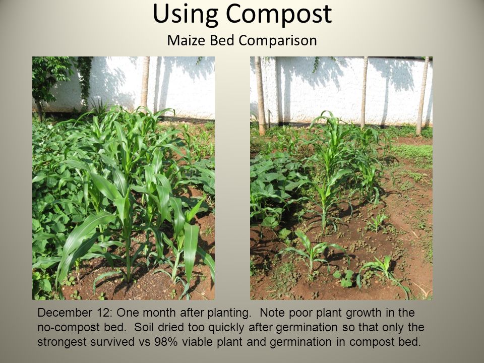 Using Compost Maize Bed Comparison December 12: One month after planting.