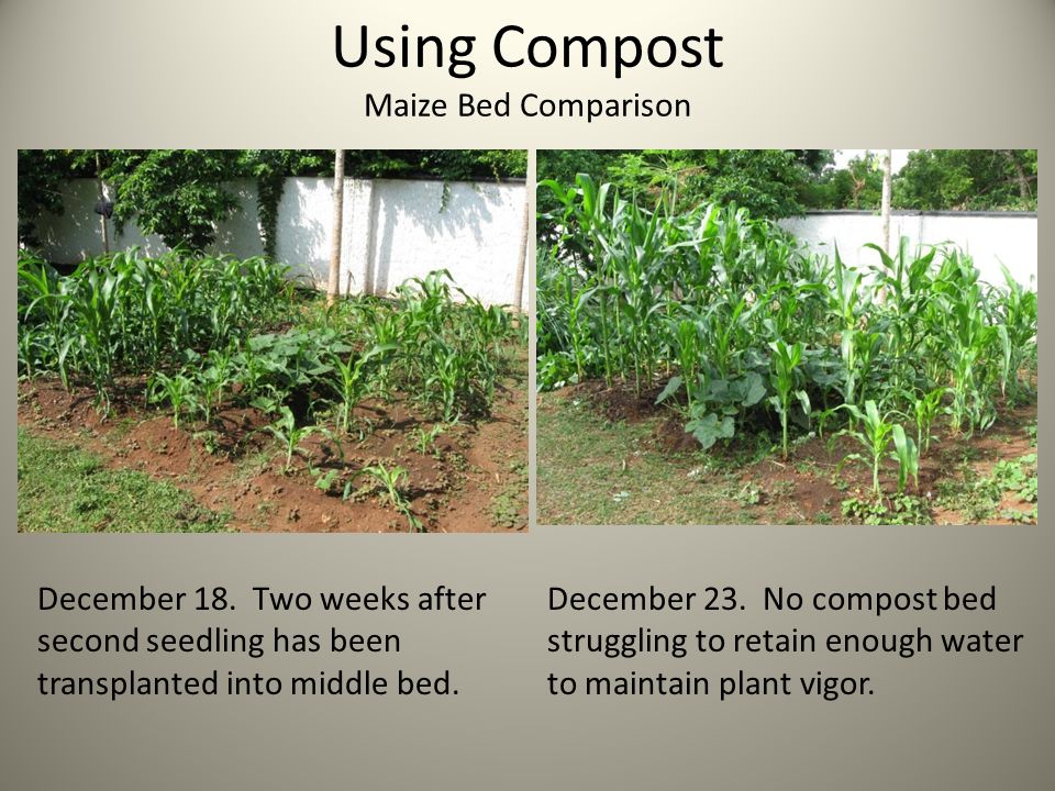 Using Compost Maize Bed Comparison December 18.