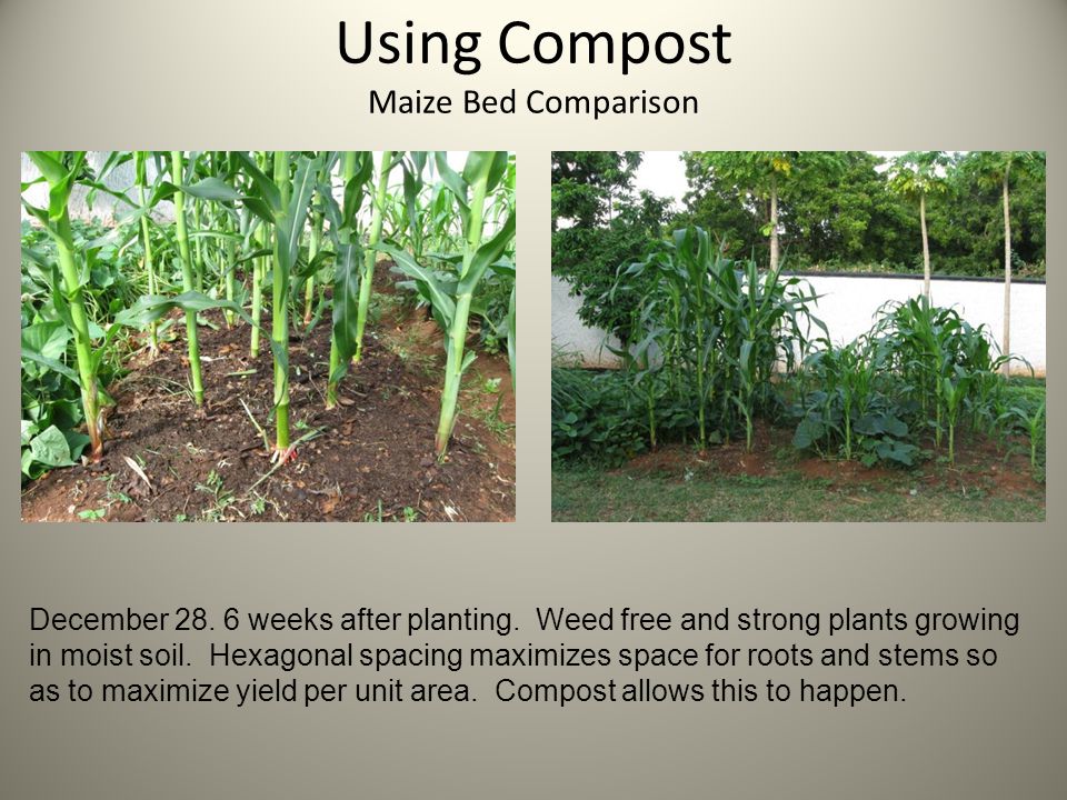 Using Compost Maize Bed Comparison December weeks after planting.