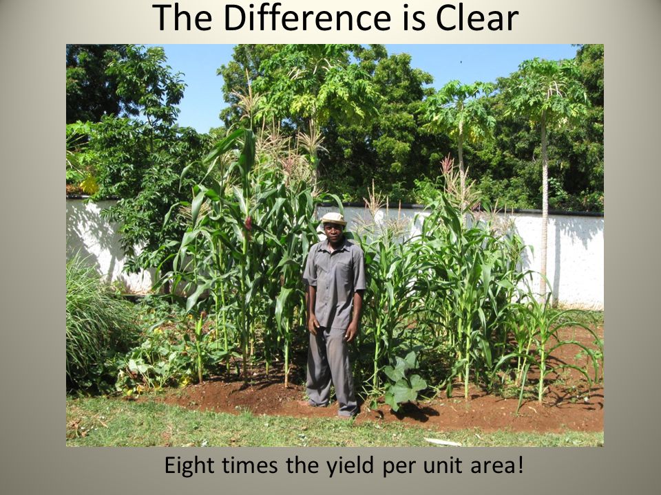 The Difference is Clear Eight times the yield per unit area!