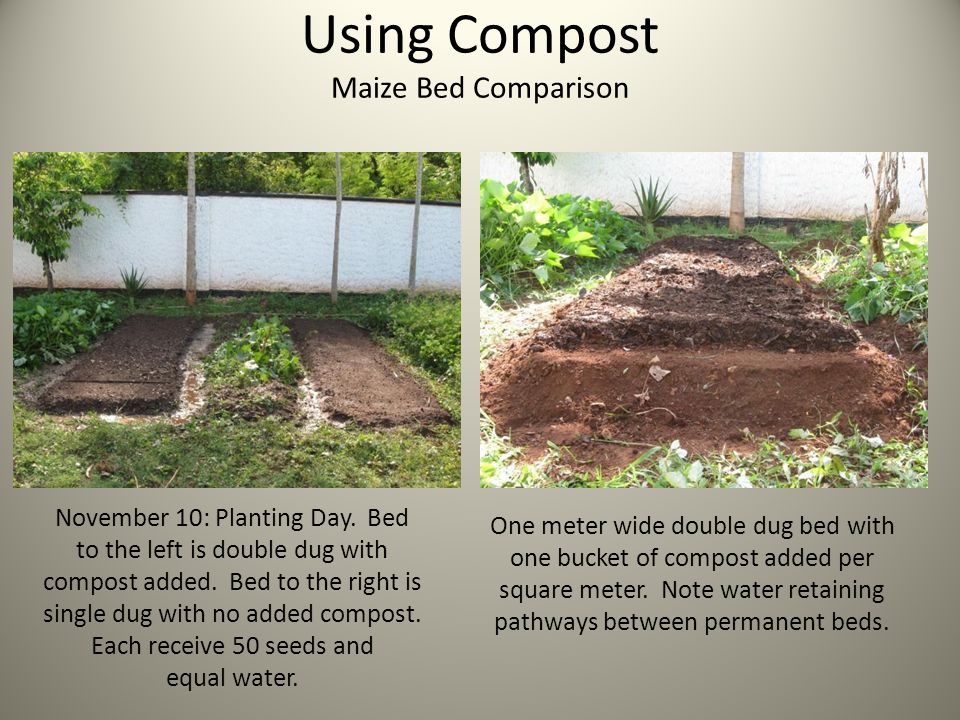 Using Compost Maize Bed Comparison November 10: Planting Day.