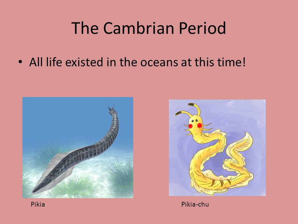 Life in the Paleozoic Era Chapter 13 Section 2. The Cambrian Period The Cambrian  Explosion: a span of about 15 million years when many new types of  invertebrates. - ppt download