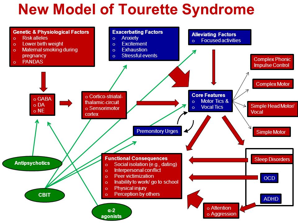 New Model of Tourette Syndrome Genetic & Physiological Factors o Risk a...
