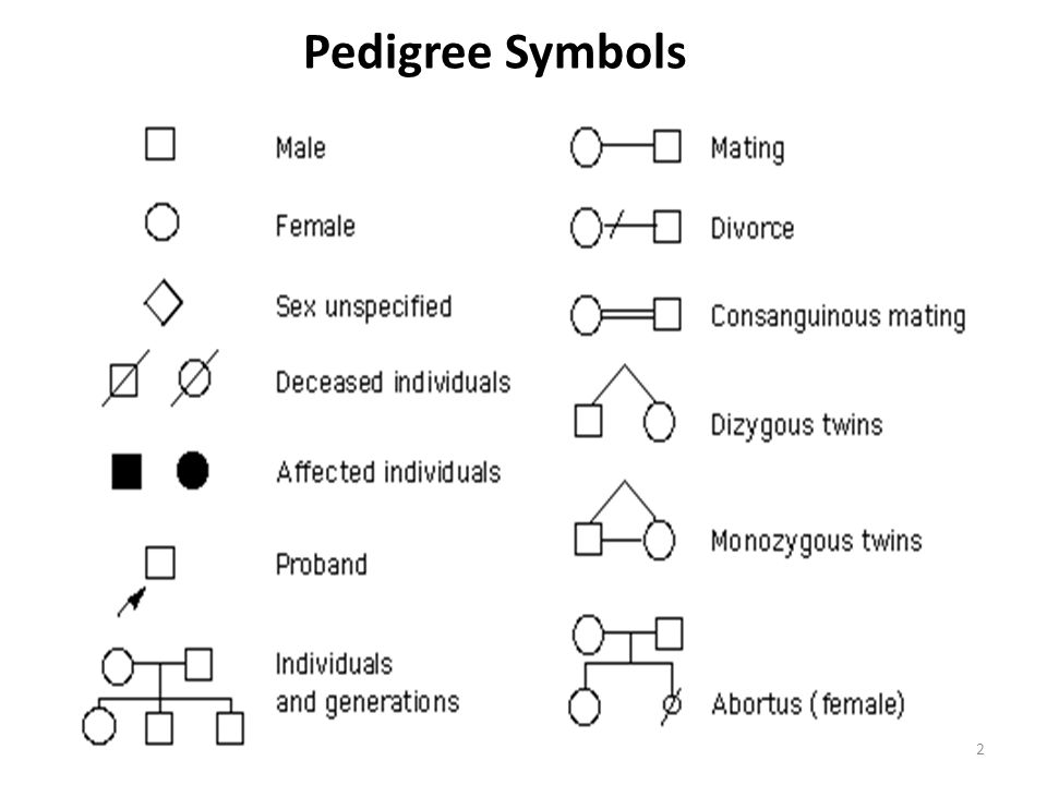 Pedigree Chart Symbols