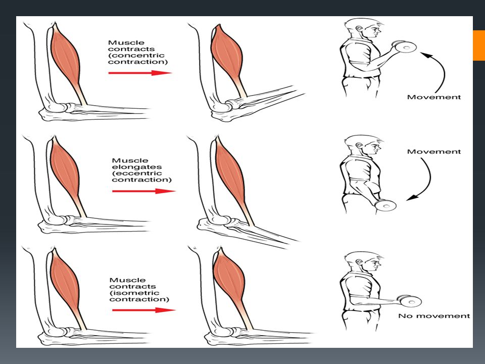 muscle contractions ppt video online download isometric contraction