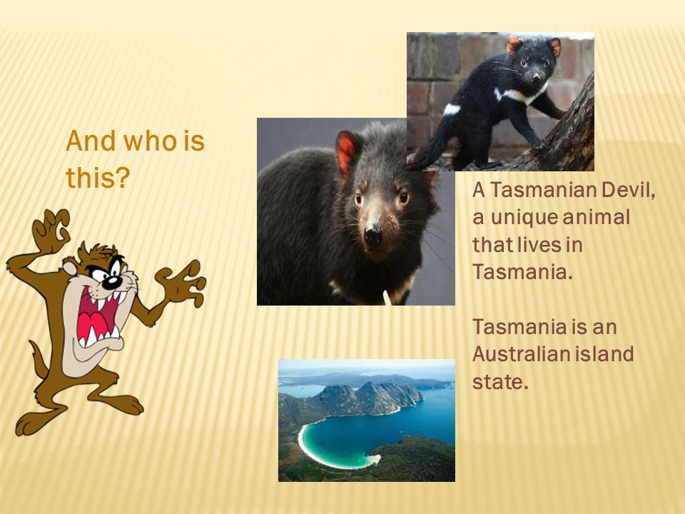And who is this. A Tasmanian Devil, a unique animal that lives in Tasmania.