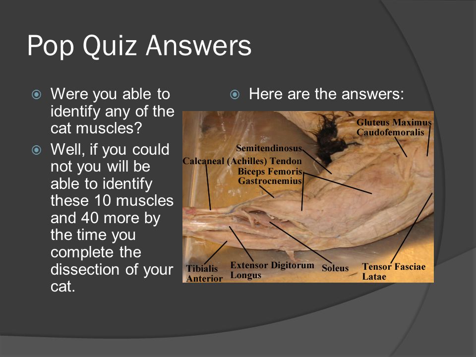 Pop Quiz Answers  Were you able to identify any of the cat muscles.
