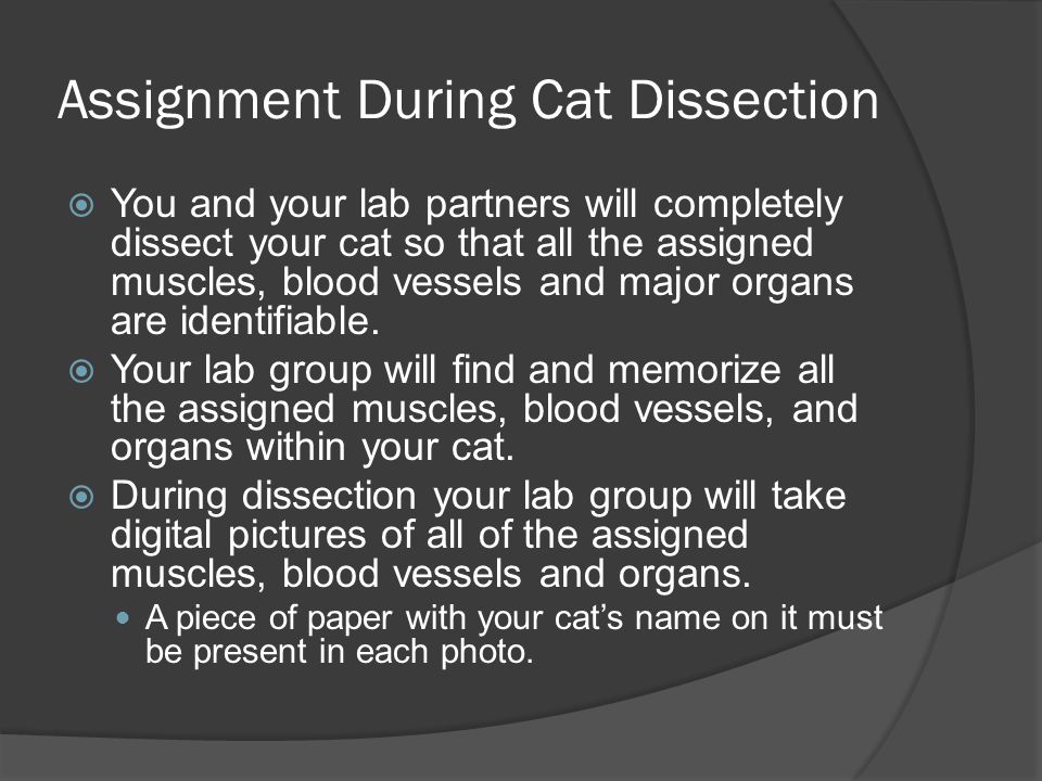 Assignment During Cat Dissection  You and your lab partners will completely dissect your cat so that all the assigned muscles, blood vessels and major organs are identifiable.