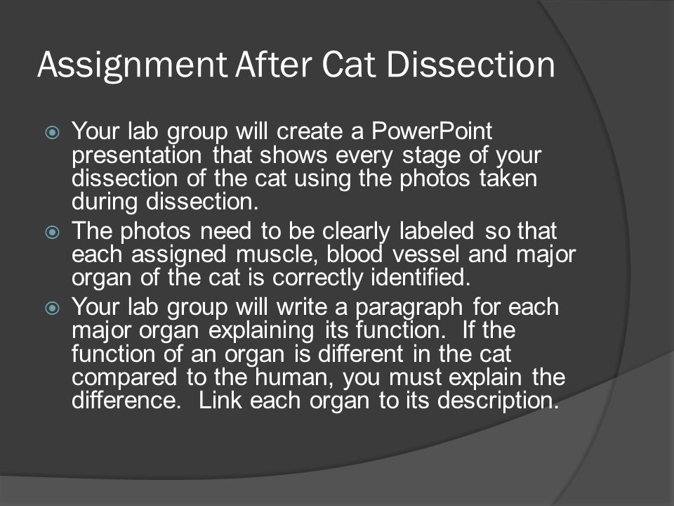 Assignment After Cat Dissection  Your lab group will create a PowerPoint presentation that shows every stage of your dissection of the cat using the photos taken during dissection.