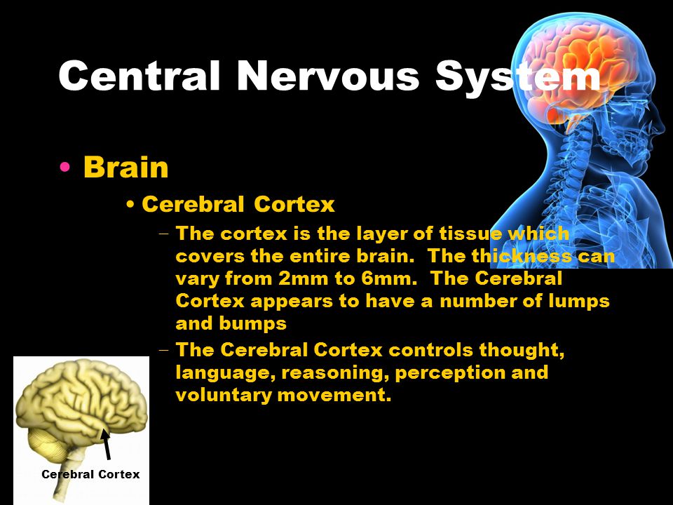 A Brain System That Appears To >> The Human Nervous System It Includes Central Nervous System And The A Brain System That Appears To >> The Human Nervous System It Includes Central Nervous System And The