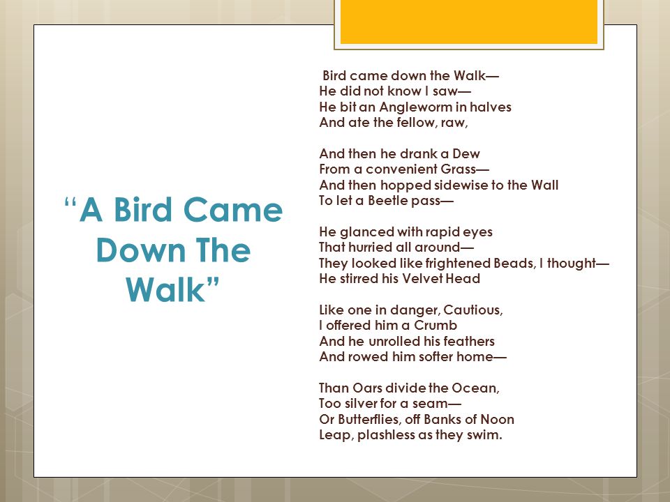 Emily Dickinson. “ A Bird Came Down The Walk” Bird came down the Walk— He  did not know I saw— He bit an Angleworm in halves And ate the fellow, raw,  And. -