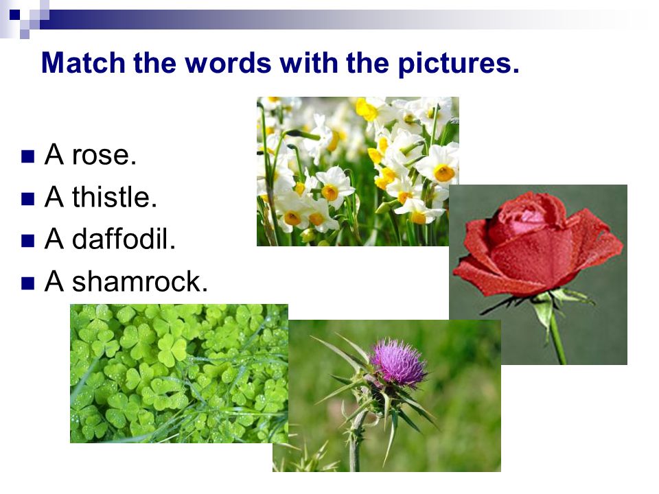 Match the words with the pictures. A rose. A thistle. A daffodil. A shamrock.