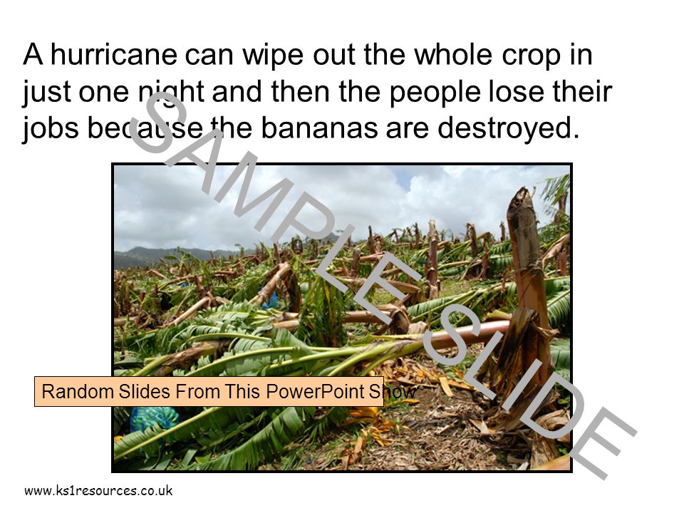 A hurricane can wipe out the whole crop in just one night and then the people lose their jobs because the bananas are destroyed.