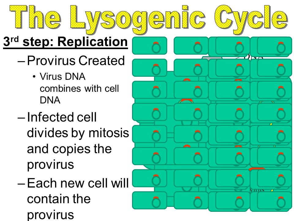 1 st step: Attachment = Same as lytic cycle 2 nd Step: Entry = Same as lytic cycle