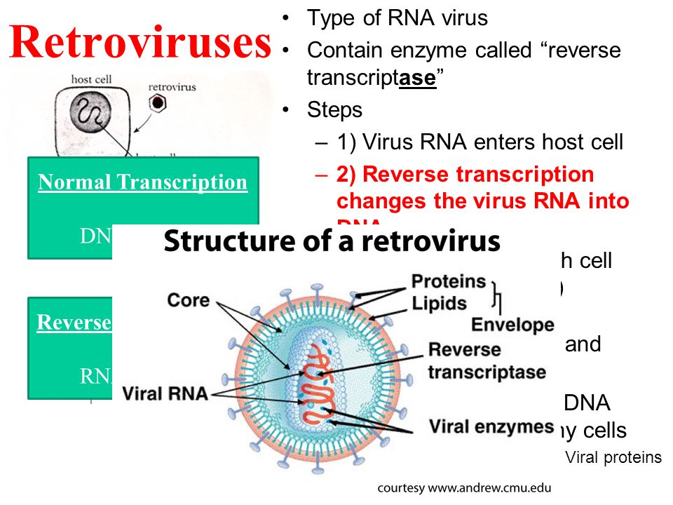 The viral DNA become active and starts making new viral proteins The infected cells burst…releasing the new viruses