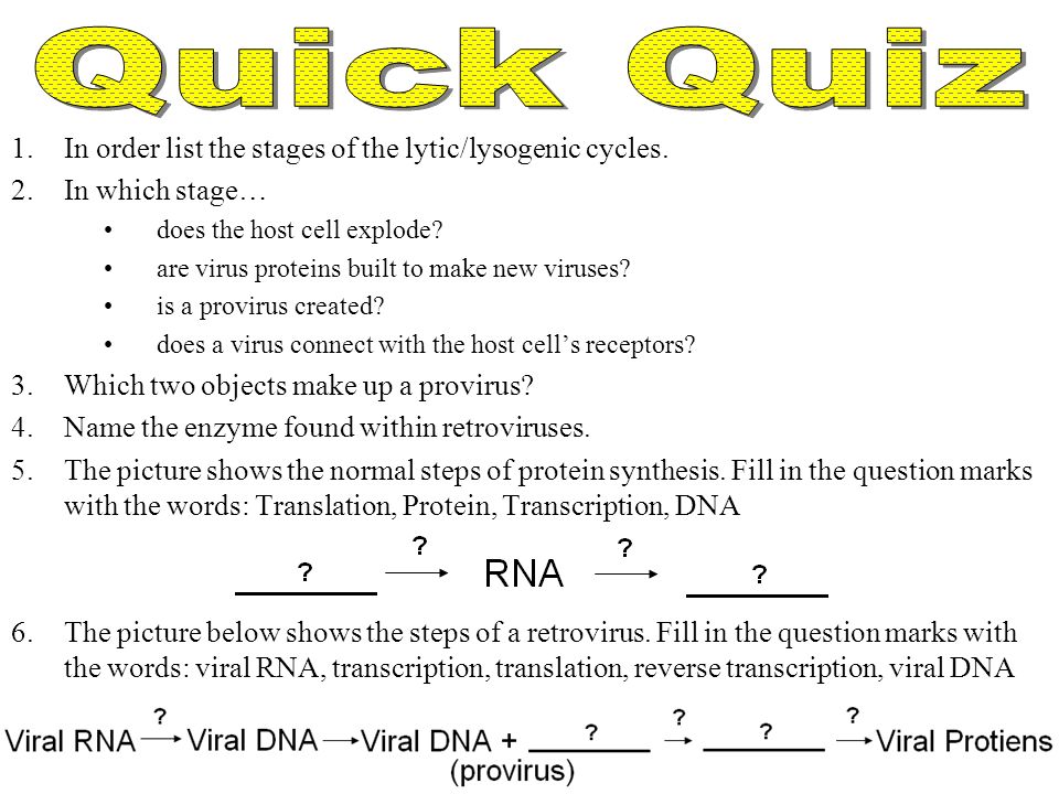 Retroviruses Type of RNA virus Contain enzyme called reverse transcriptase Steps –1) Virus RNA enters host cell –2) Reverse transcription changes the virus RNA into DNA –3) Virus DNA fuses with cell DNA (provirus created) Viral DNA lays dormant –4) Infected cell divides and spreads the virus –5) Eventually, the viral DNA becomes active in many cells Viral DNA  Viral RNA  Viral proteins Normal Transcription DNA  RNA Reverse Transcription RNA  DNA