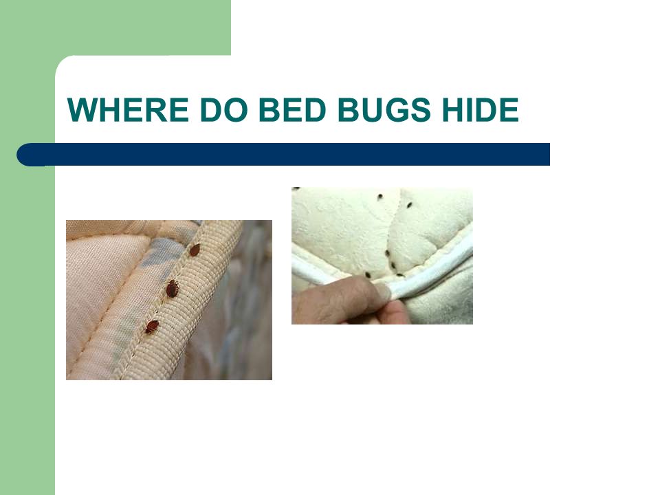 WHERE DO BED BUGS HIDE
