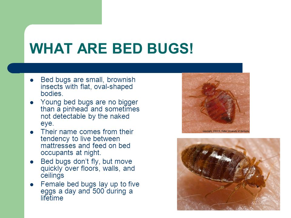 WHAT ARE BED BUGS. Bed bugs are small, brownish insects with flat, oval-shaped bodies.
