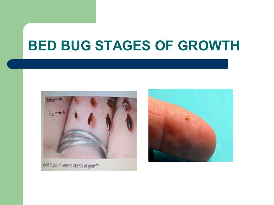 BED BUG STAGES OF GROWTH