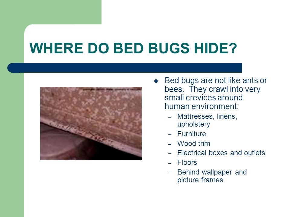 WHERE DO BED BUGS HIDE. Bed bugs are not like ants or bees.