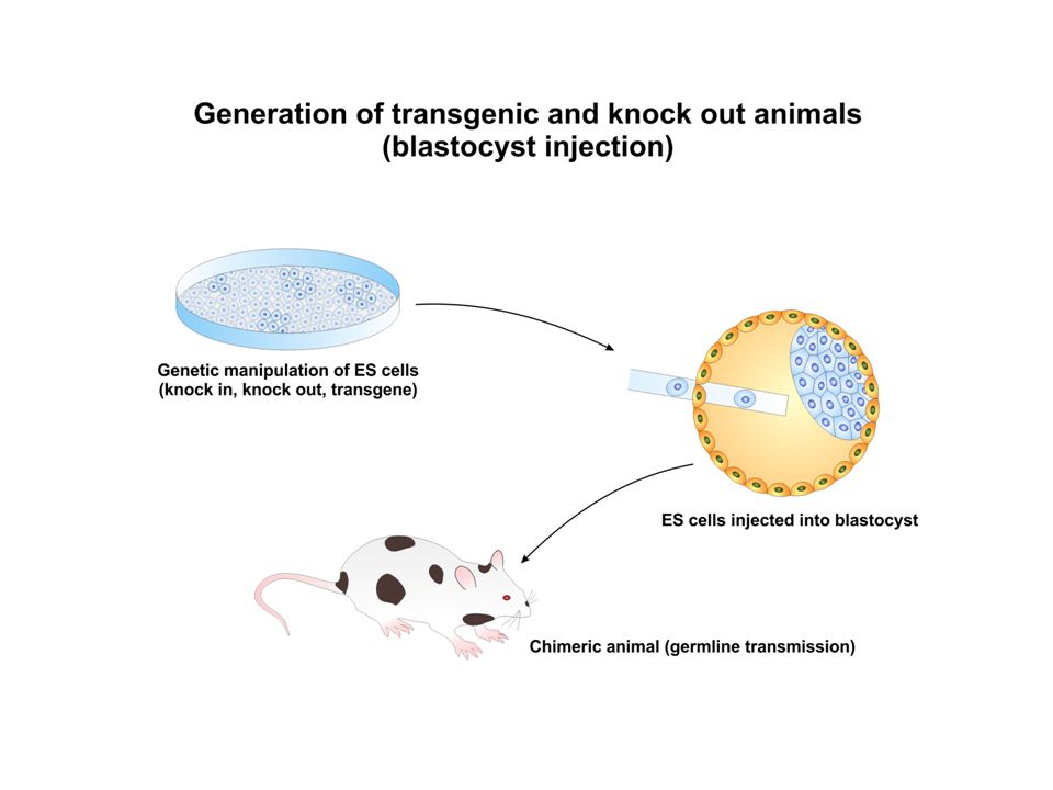Mice cells. Electroporation of Cell. Knock in. Knock out CRISPR. Blastocyst attached to Feeder Cells. Euploid blastocysts by age.