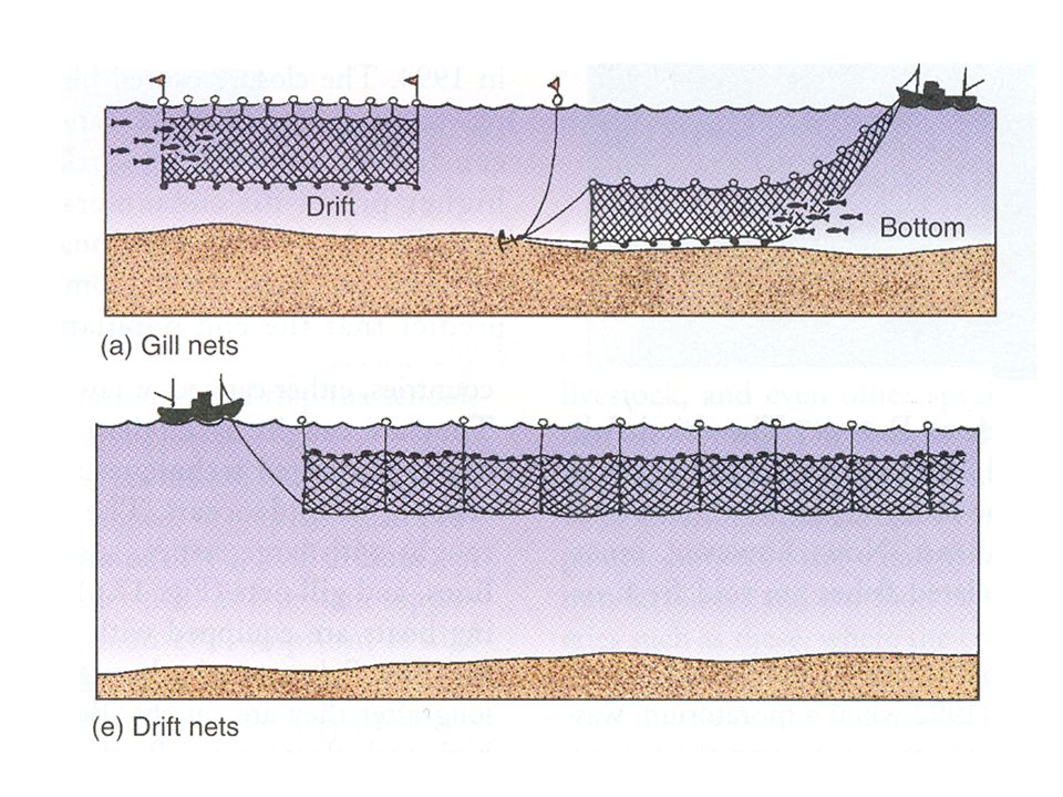 OVERFISHING PRACTICES GILL NETS DRIFT NETS LONGLINES PURSE SEINE NETS  TRAWLERS. - ppt download