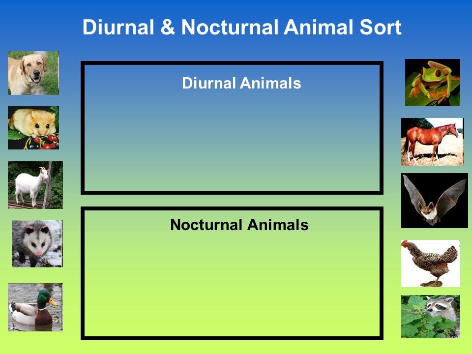 Diurnal and Nocturnal Animals. Diurnal Animals Diurnal is a tricky word!  Let's all say that word together. Diurnal [dahy-ur-nl] A diurnal animal is  an. - ppt download