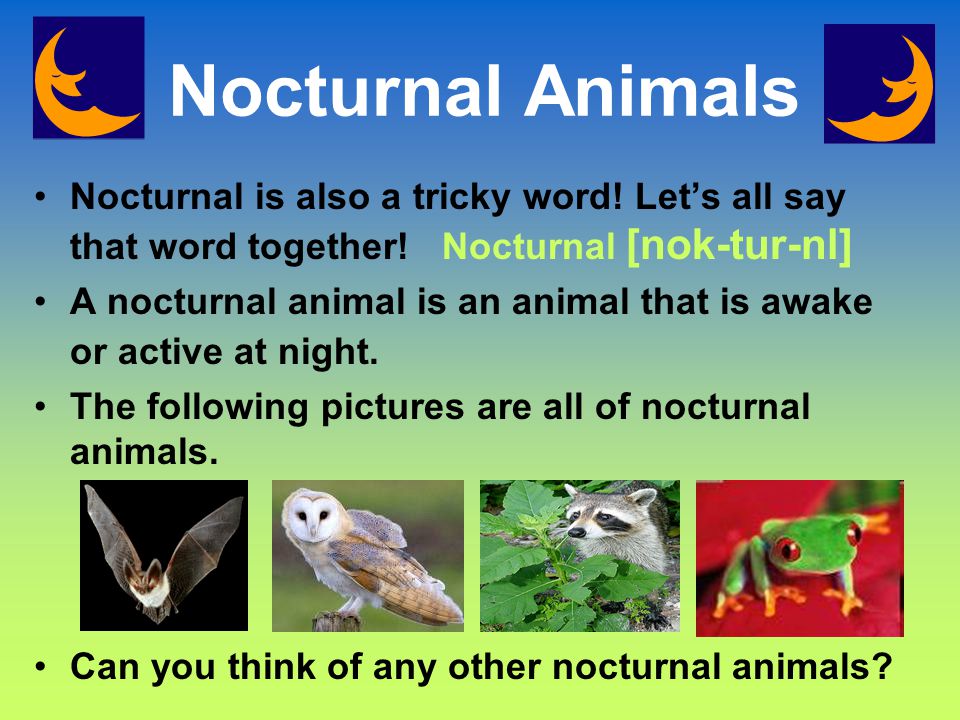 Diurnal and Nocturnal Animals. Diurnal Animals Diurnal is a tricky word!  Let's all say that word together. Diurnal [dahy-ur-nl] A diurnal animal is  an. - ppt download