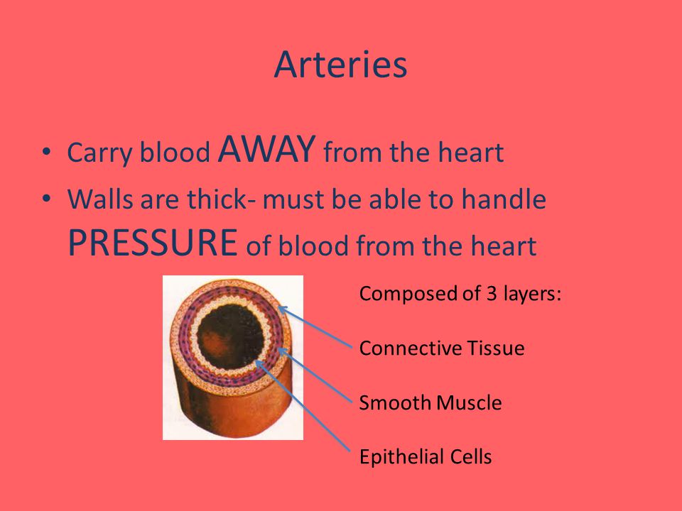 Arteries Carry blood AWAY from the heart Walls are thick- must be able to handle PRESSURE of blood from the heart Composed of 3 layers: Connective Tissue Smooth Muscle Epithelial Cells