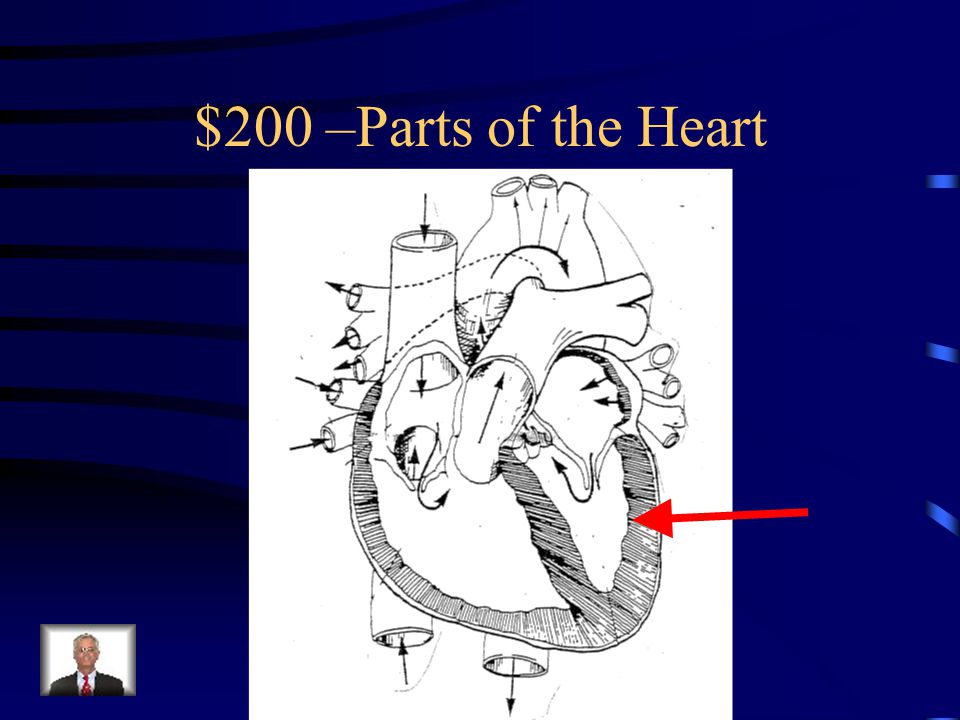 Parts of the Heart -$100 What is the aorta