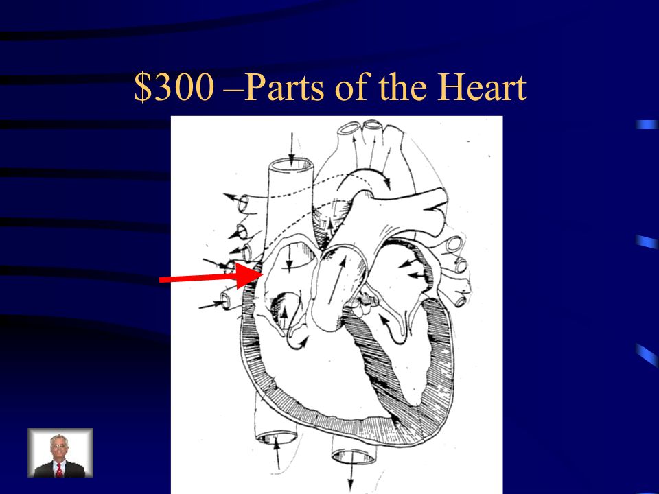 Parts of the Heart -$200 What is the left ventricle