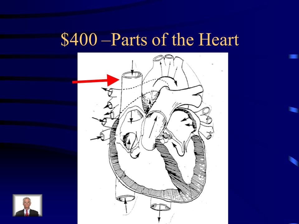 Parts of the Heart -$300 What is the right atrium