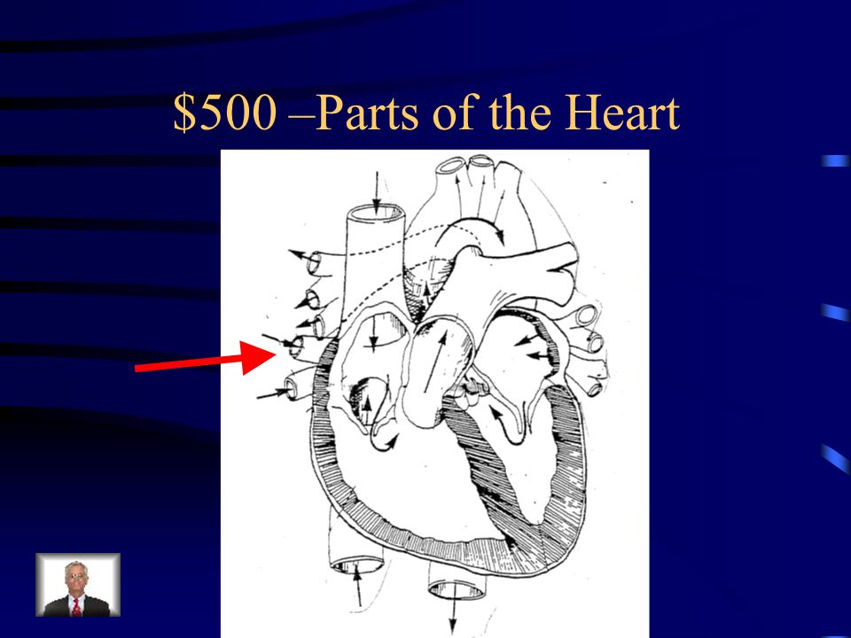 Parts of the Heart -$400 What is the (superior) vena cava