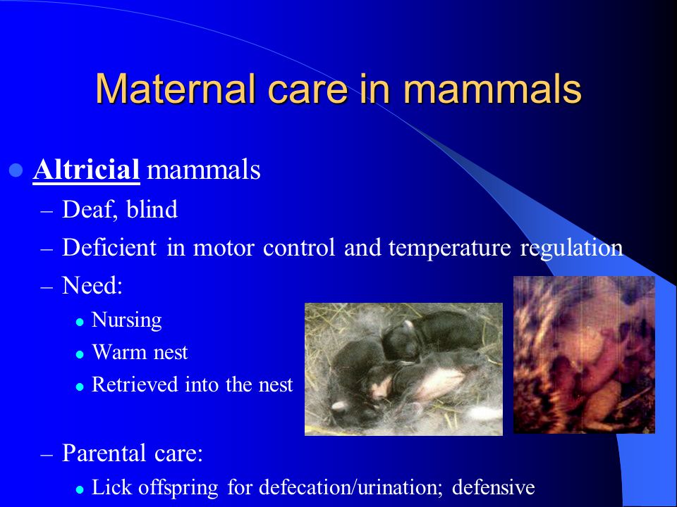 Parental Care Christel Moons. What is parental care? Parental care (or  parental investment) = Any behavior towards offspring that increases the  chances. - ppt download