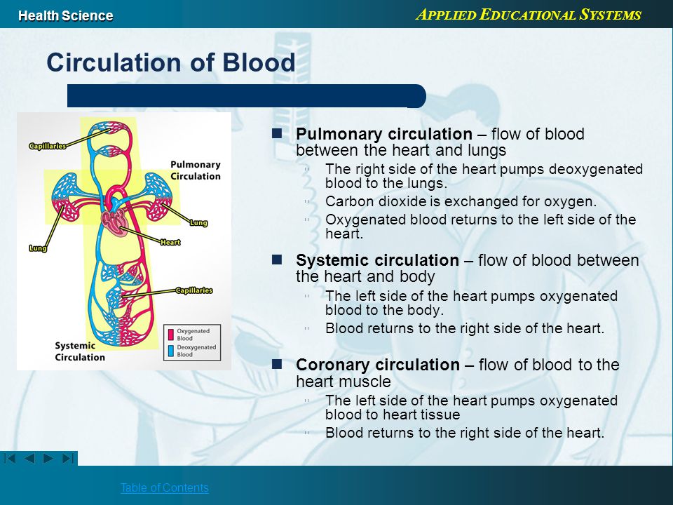 A PPLIED E DUCATIONAL S YSTEMS Health Science Table of Contents Circulation of Blood Pulmonary circulation – flow of blood between the heart and lungs ▫The right side of the heart pumps deoxygenated blood to the lungs.