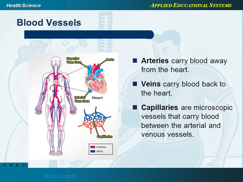 A PPLIED E DUCATIONAL S YSTEMS Health Science Table of Contents Blood Vessels Arteries carry blood away from the heart.