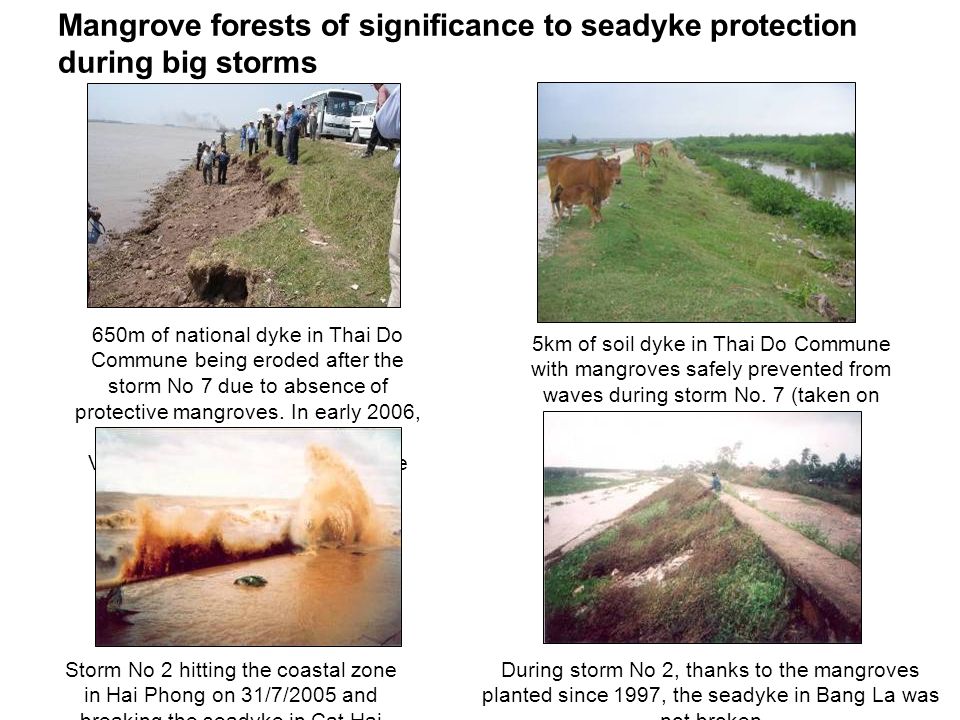 Mangrove forests of significance to seadyke protection during big storms 650m of national dyke in Thai Do Commune being eroded after the storm No 7 due to absence of protective mangroves.