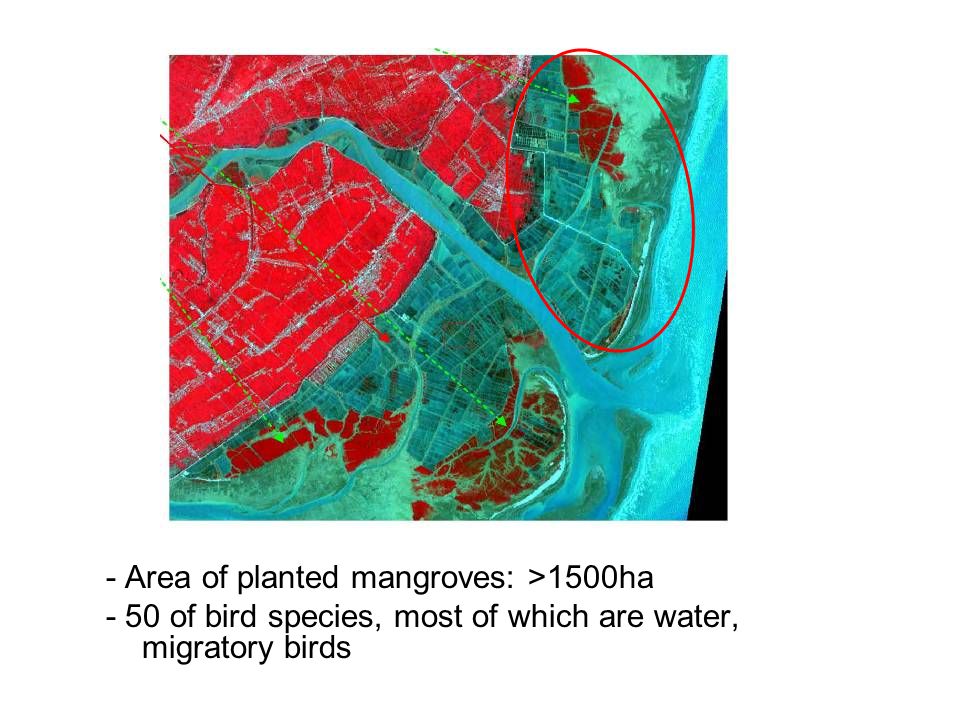 - Area of planted mangroves: >1500ha - 50 of bird species, most of which are water, migratory birds
