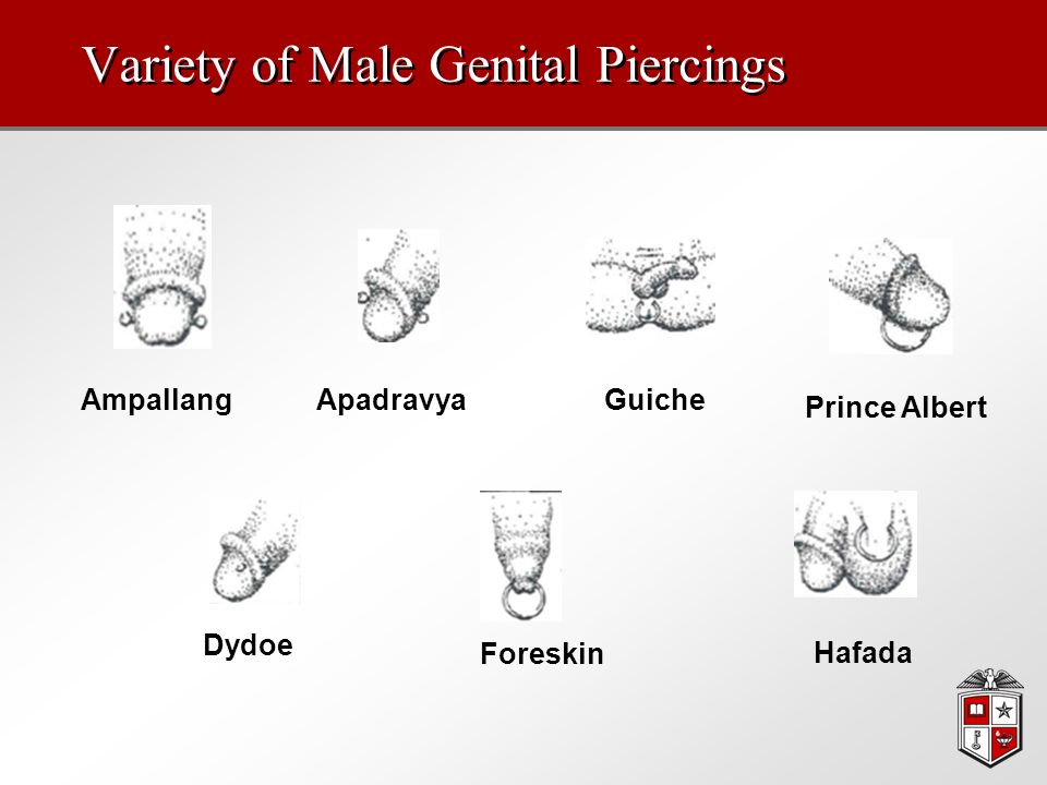 Variety of Male Genital Piercings AmpallangApadravyaGuiche Prince Albert Dy...