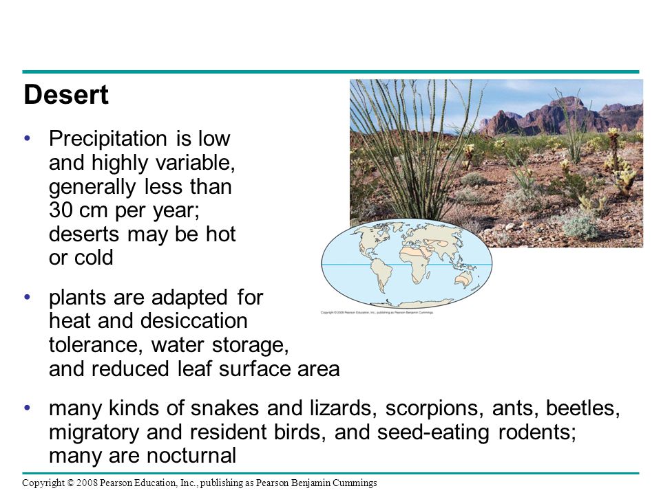 Copyright © 2008 Pearson Education, Inc., publishing as Pearson Benjamin Cummings Desert Precipitation is low and highly variable, generally less than 30 cm per year; deserts may be hot or cold plants are adapted for heat and desiccation tolerance, water storage, and reduced leaf surface area many kinds of snakes and lizards, scorpions, ants, beetles, migratory and resident birds, and seed-eating rodents; many are nocturnal