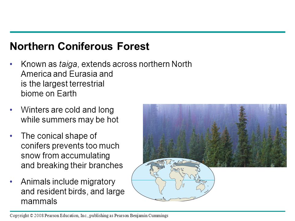 Copyright © 2008 Pearson Education, Inc., publishing as Pearson Benjamin Cummings Northern Coniferous Forest Known as taiga, extends across northern North America and Eurasia and is the largest terrestrial biome on Earth Winters are cold and long while summers may be hot The conical shape of conifers prevents too much snow from accumulating and breaking their branches Animals include migratory and resident birds, and large mammals