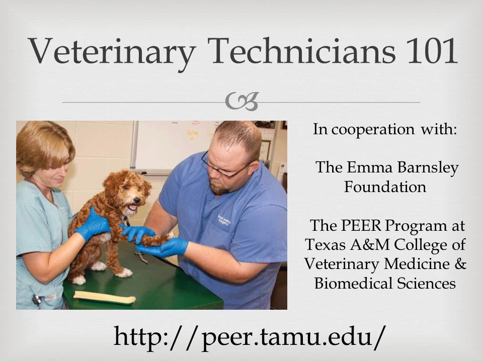  Veterinary Technicians 101 In cooperation with: The Emma Barnsley Foundation The PEER Program at Texas A&M College of Veterinary Medicine & Biomedical Sciences