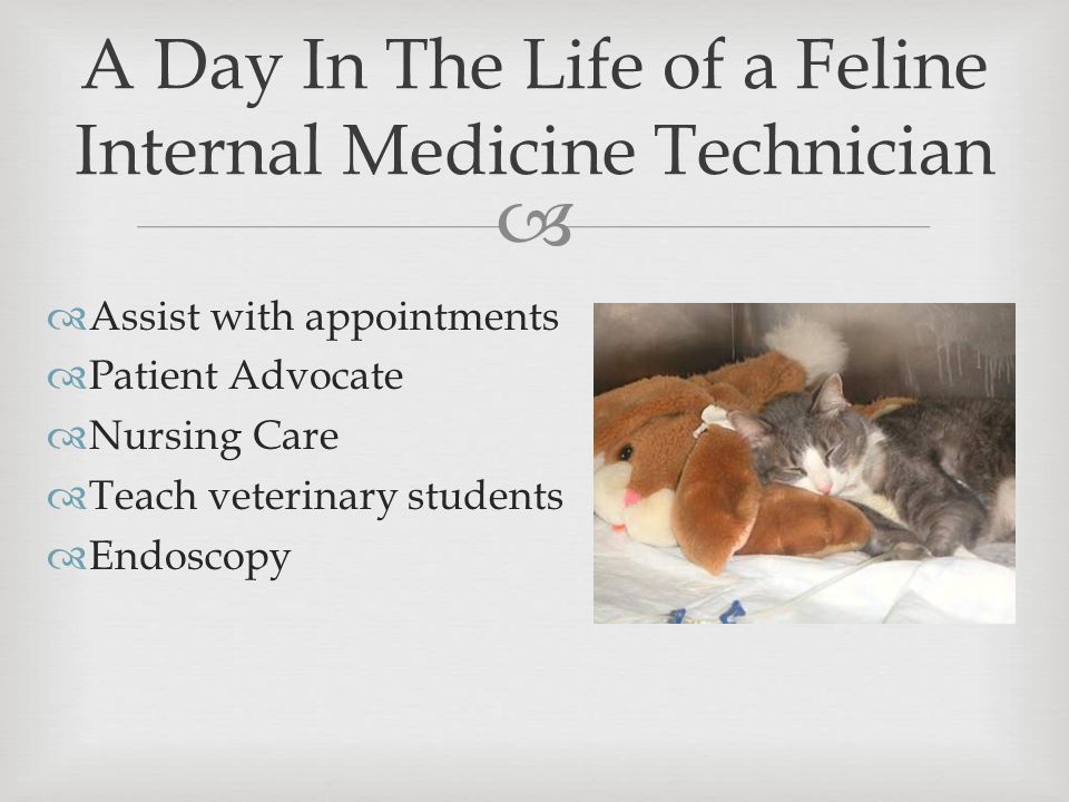  Assist with appointments  Patient Advocate  Nursing Care  Teach veterinary students  Endoscopy A Day In The Life of a Feline Internal Medicine Technician