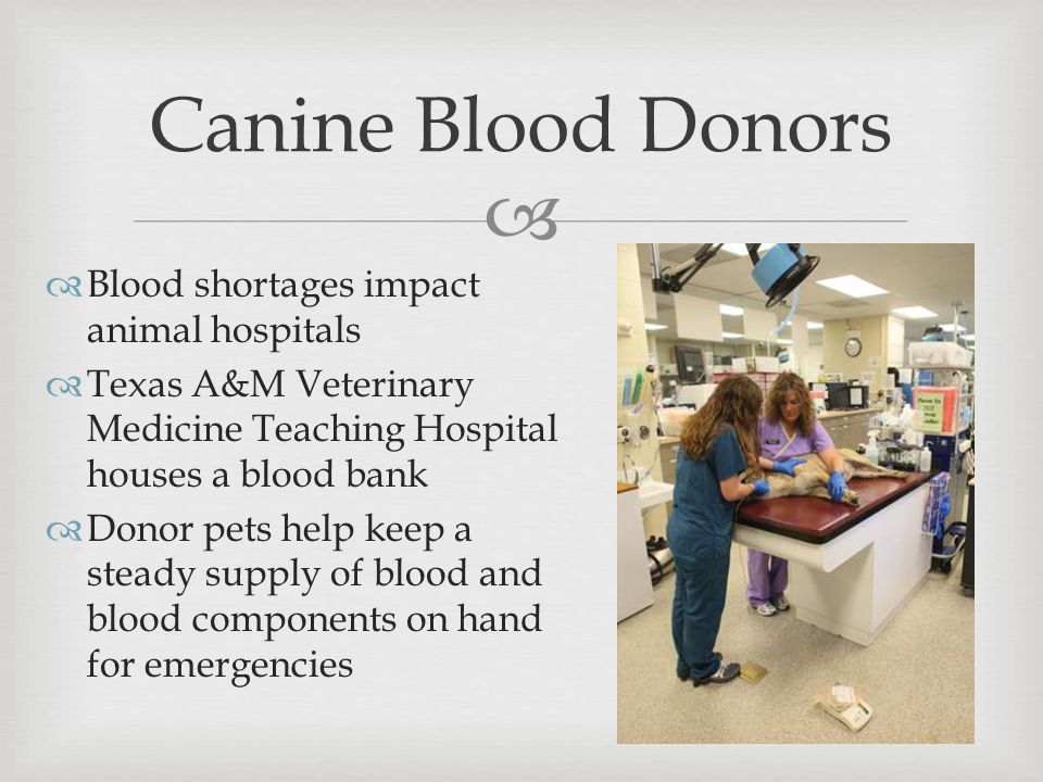   Blood shortages impact animal hospitals  Texas A&M Veterinary Medicine Teaching Hospital houses a blood bank  Donor pets help keep a steady supply of blood and blood components on hand for emergencies Canine Blood Donors