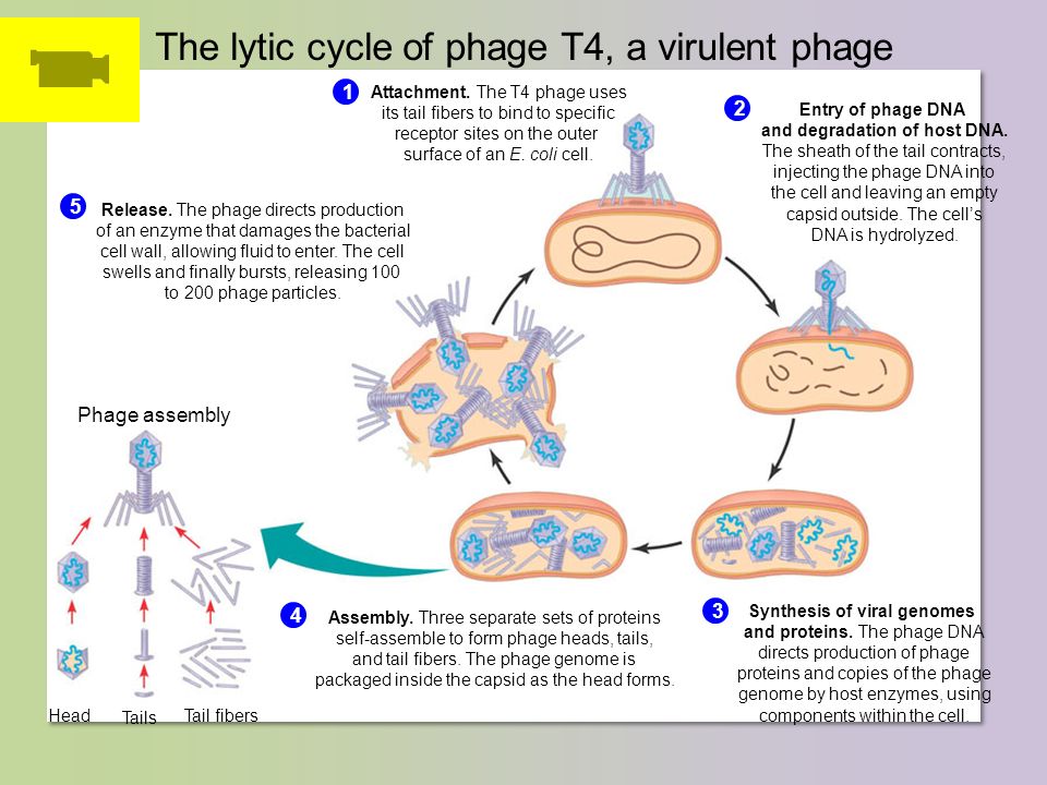 The lytic cycle of phage T4, a virulent phage Attachment.