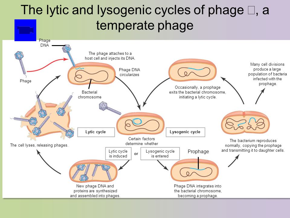 The lytic and lysogenic cycles of phage , a temperate phage Many cell divisions produce a large population of bacteria infected with the prophage.
